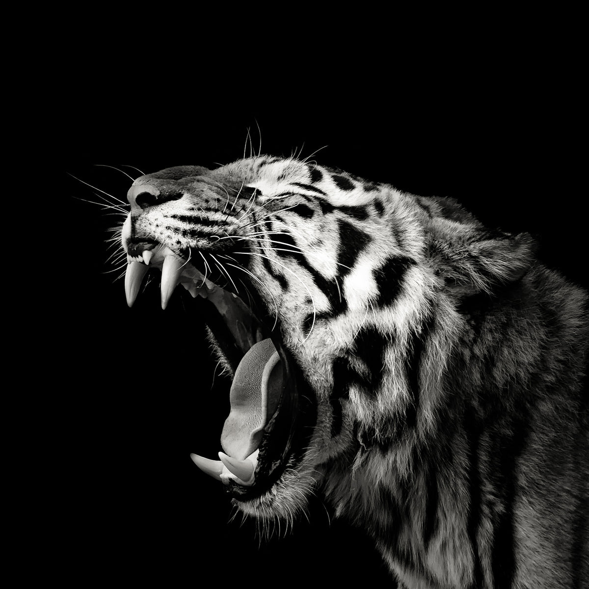 photo-wallpaper-primal-yawn-4-x