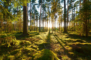 photo-wallpaper-sunrise-in-pine-forest
