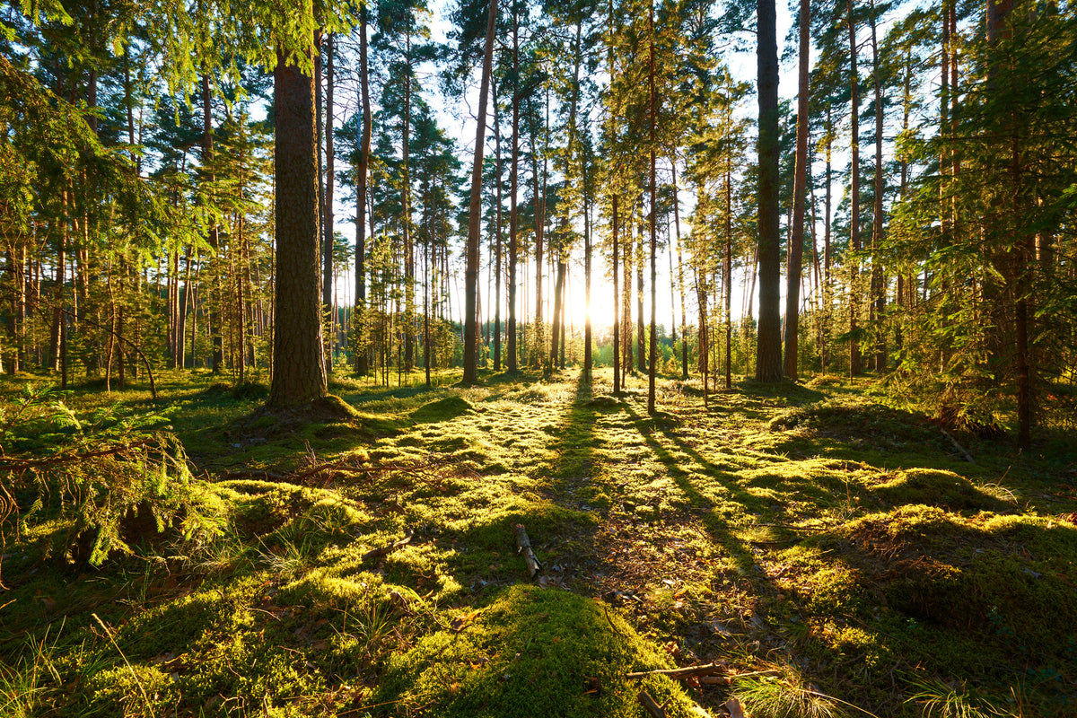 photo-wallpaper-sunrise-in-pine-forest