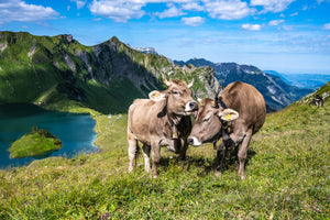 photo-wallpaper-cows-caressing-and-grooming
