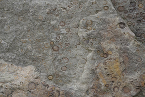 photo-wallpaper-fossilized-rock-texture