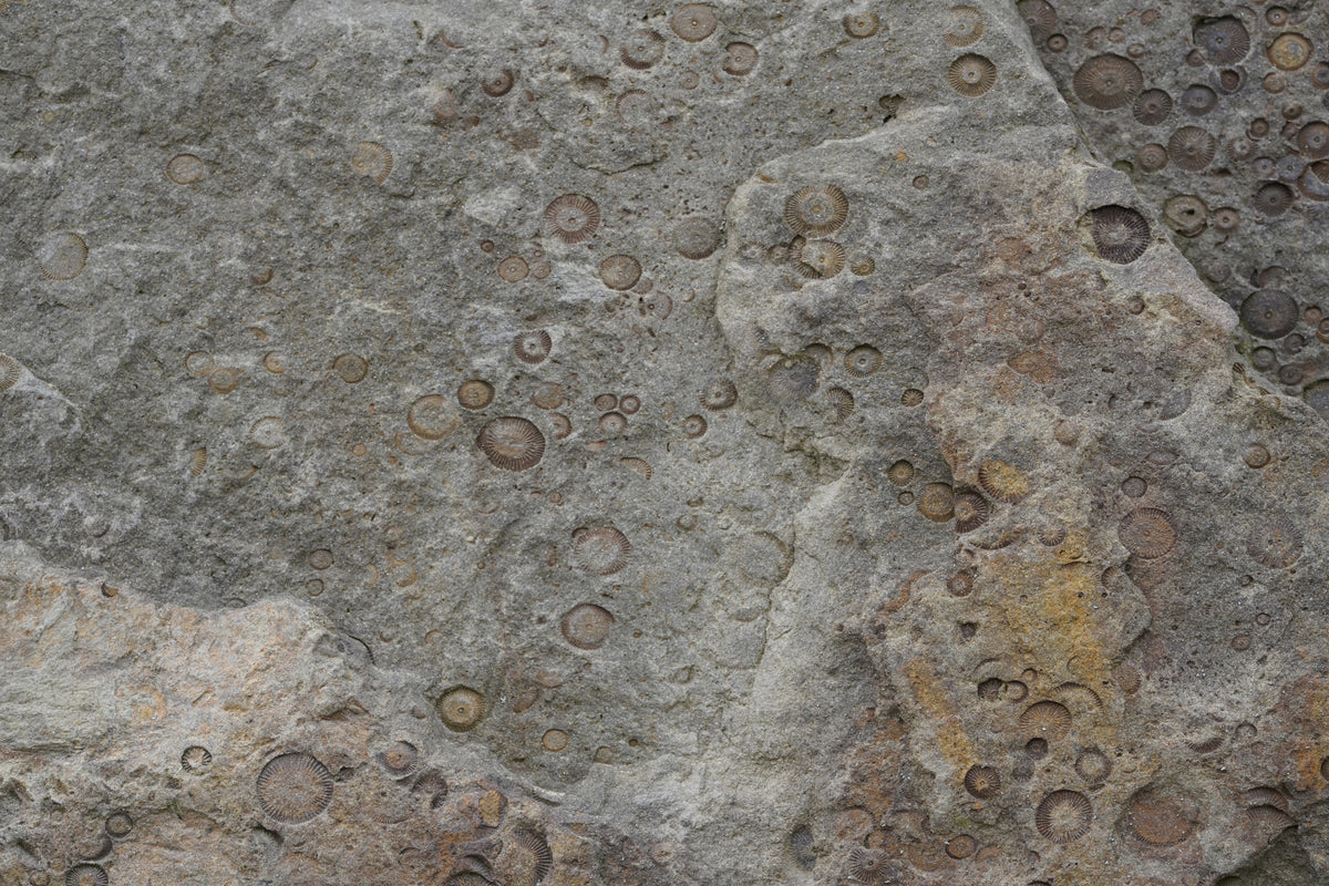 photo-wallpaper-fossilized-rock-texture