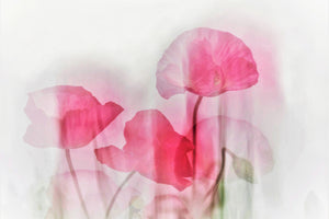 photo-wallpaper-flowers