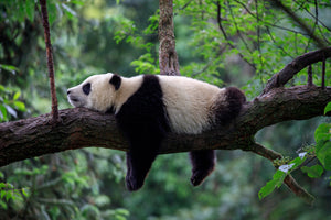 photo-wallpaper-sleeping-panda-draped-over-a-branch-in-lush-green-forest