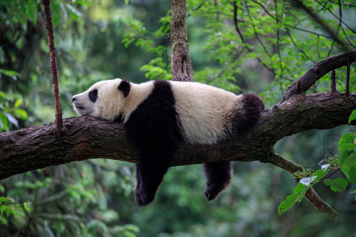 photo-wallpaper-sleeping-panda-draped-over-a-branch-in-lush-green-forest