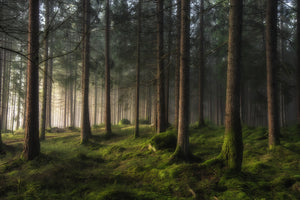 photo-wallpaper-misty-forest-glow