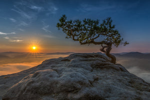 photo-wallpaper-old-pine-x