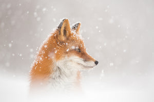 photo-wallpaper-snow-is-fallingab-x