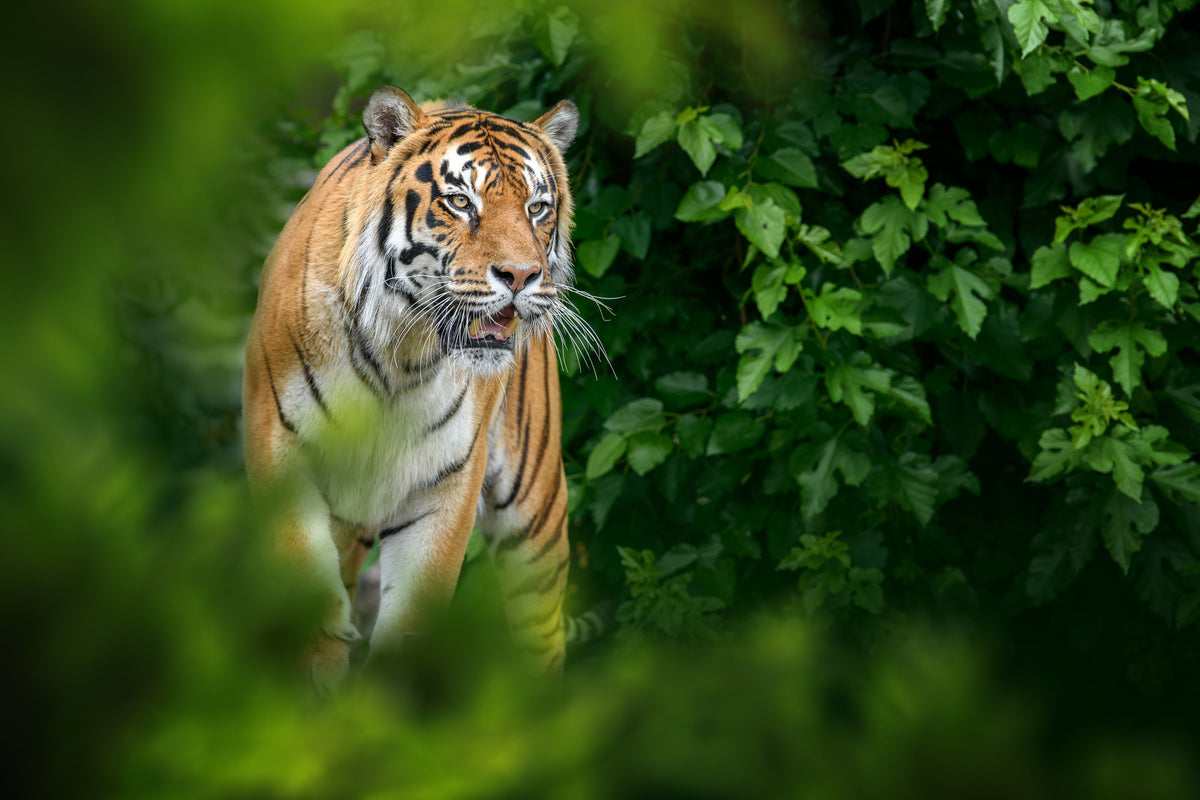 photo-wallpaper-tiger-wild-animal-in-the-natural-habitat