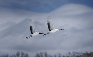 photo-wallpaper-graceful-cranes-in-flight