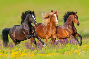 photo-wallpaper-horses-at-a-gallop