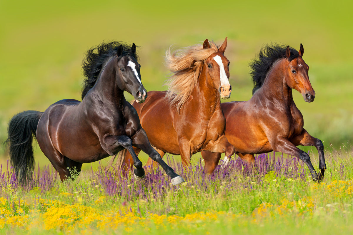 photo-wallpaper-horses-at-a-gallop