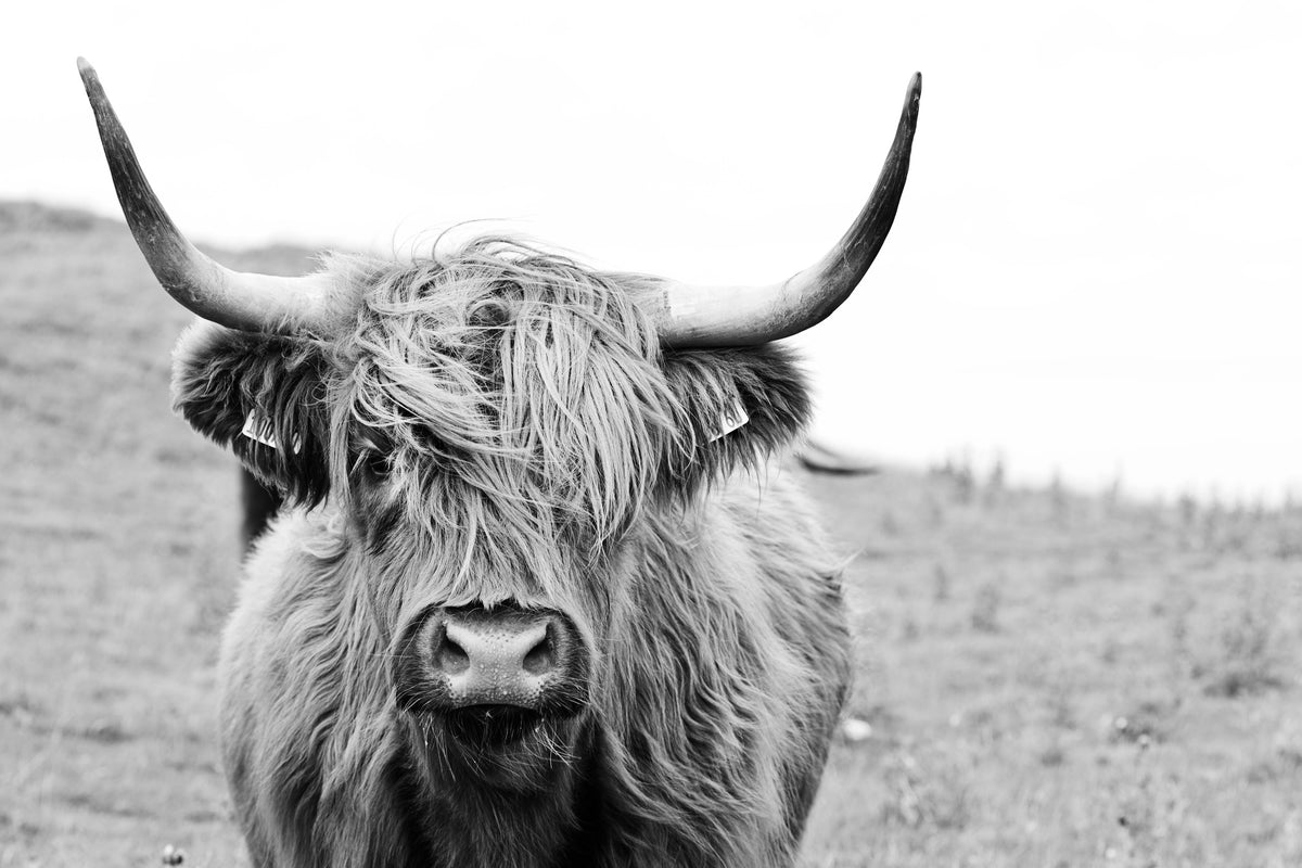photo-wallpaper-brown-highland-cow-in-black-and-white
