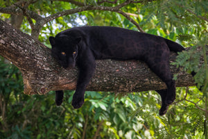 photo-wallpaper-black-panther-on-a-tree-branch