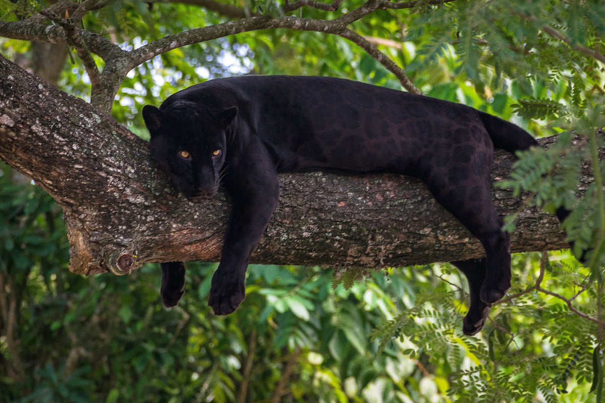 photo-wallpaper-black-panther-on-a-tree-branch