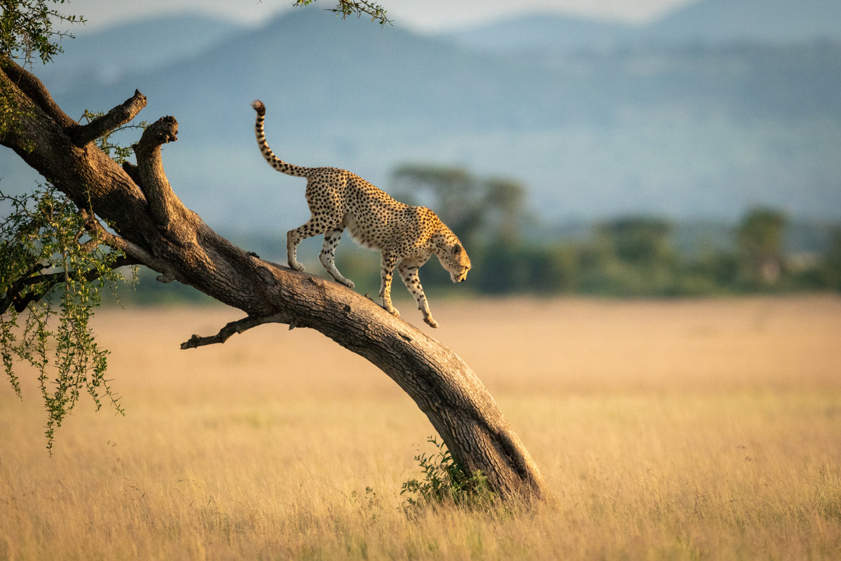 photo-wallpaper-cheetah-walks-down-twisted-tree-in-savannah