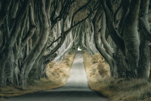 photo-wallpaper-enchanted-tree-tunnel