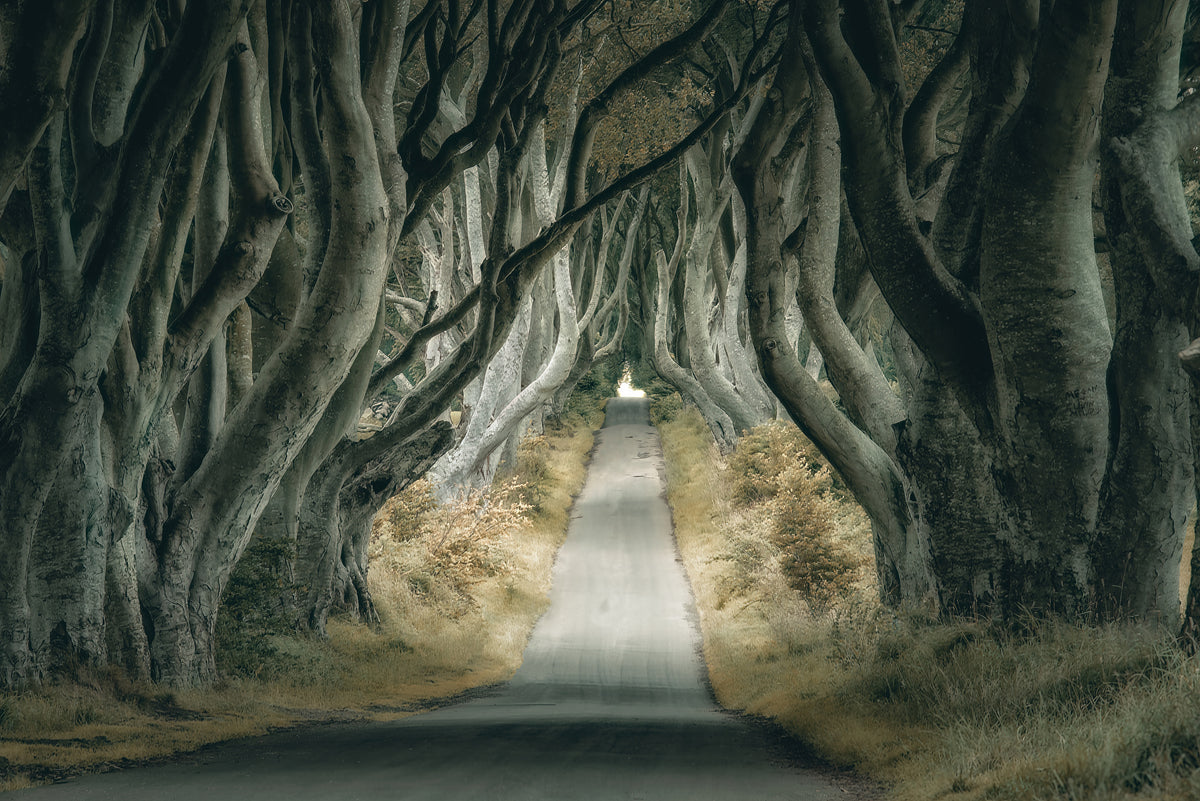 photo-wallpaper-enchanted-tree-tunnel