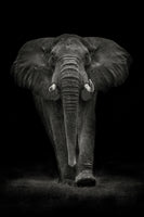 photo-wallpaper-ngorongoro-bull-x