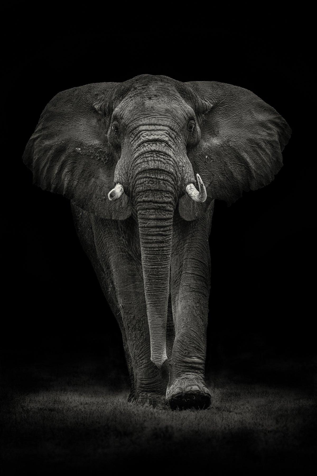 photo-wallpaper-ngorongoro-bull-x