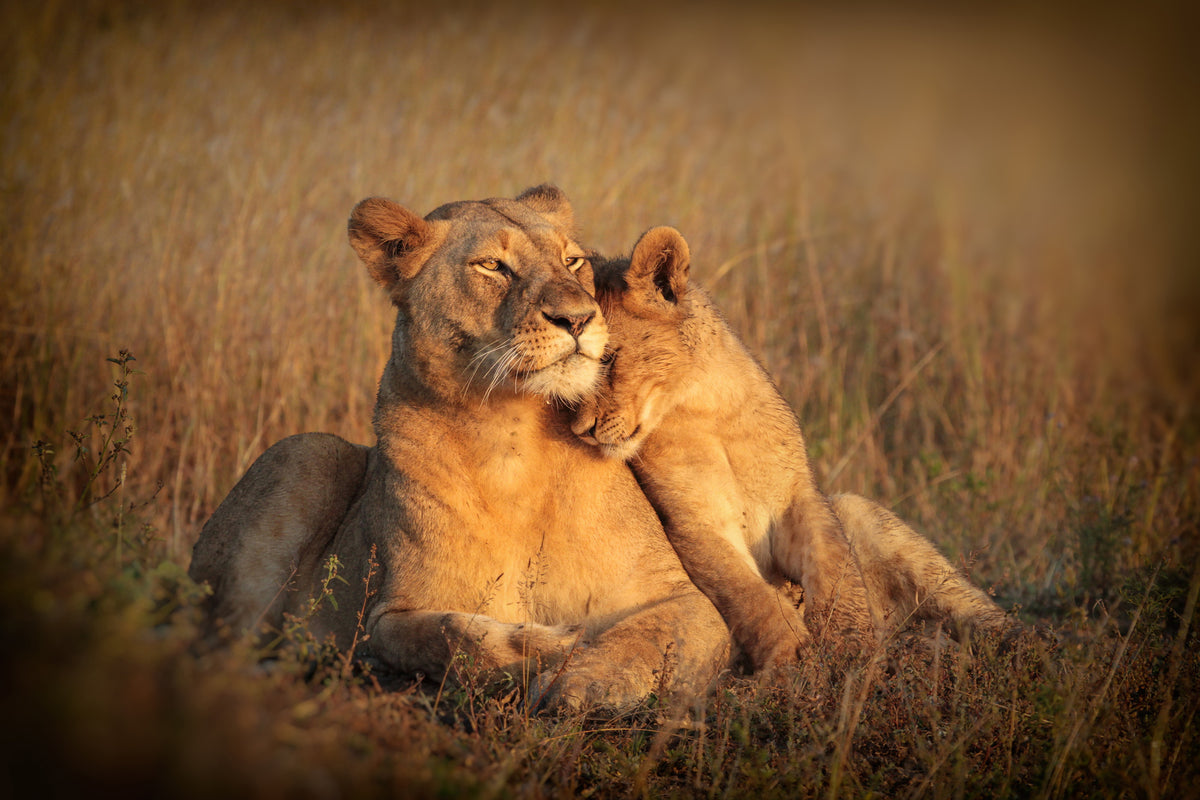 photo-wallpaper-feline-family-x