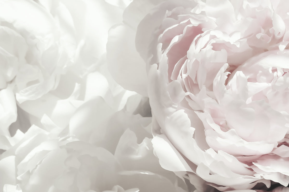 photo-wallpaper-soft-pink-peonies