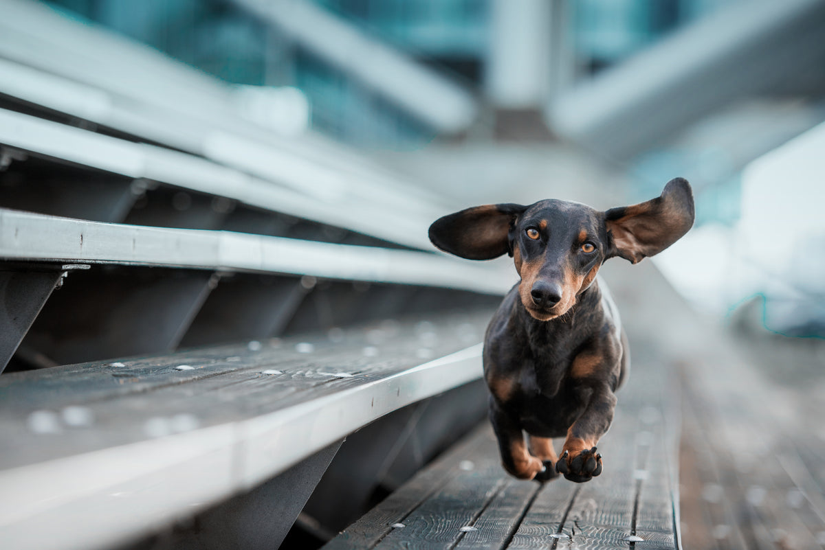 photo-wallpaper-dachshund-with-flying-ears