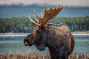 photo-wallpaper-moose-in-autumn-wilderness