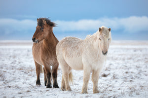 photo-wallpaper-winter-horses-in-snow
