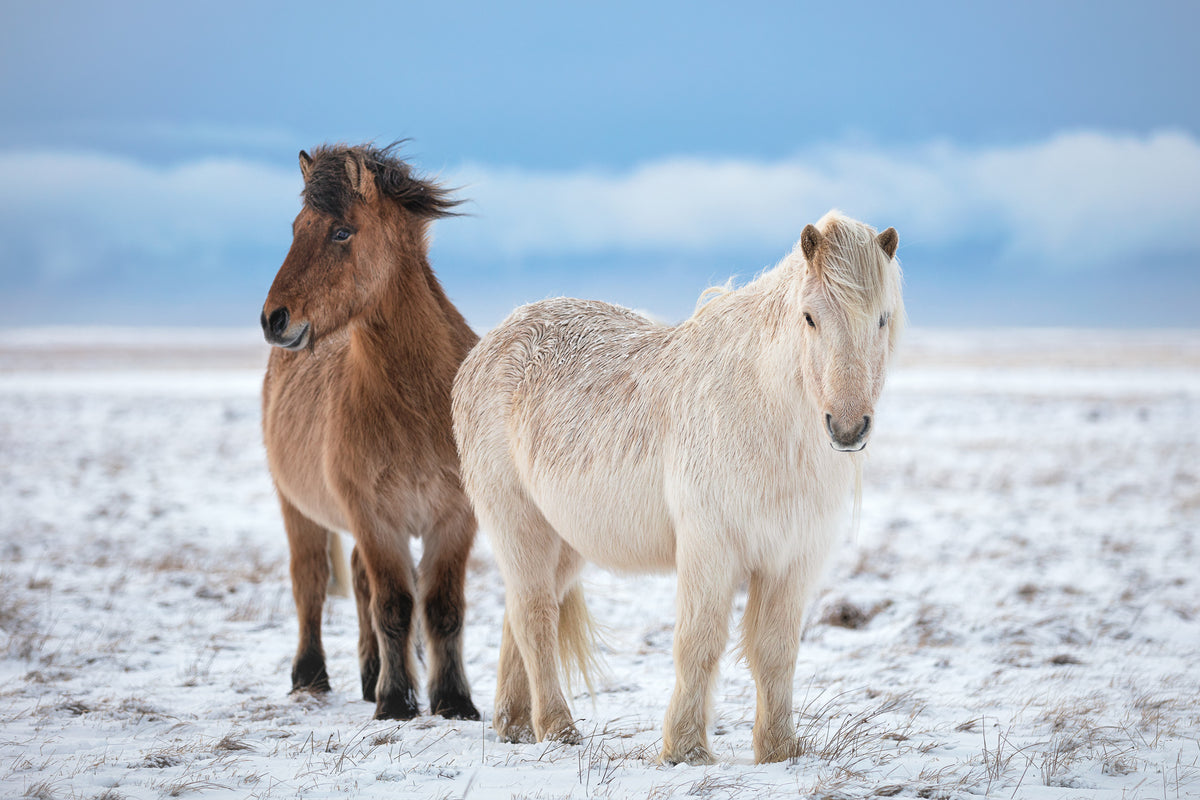 photo-wallpaper-winter-horses-in-snow