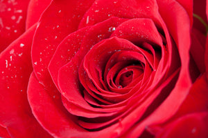 photo-wallpaper-red-rose-in-morning-dew