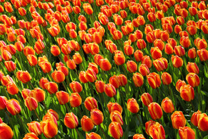 photo-wallpaper-tulip-field-in-orange