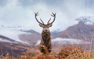 photo-wallpaper-monarch-of-the-glen-2