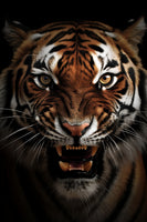 photo-wallpaper-snarling-tiger-in-the-dark-with-amber-eyes