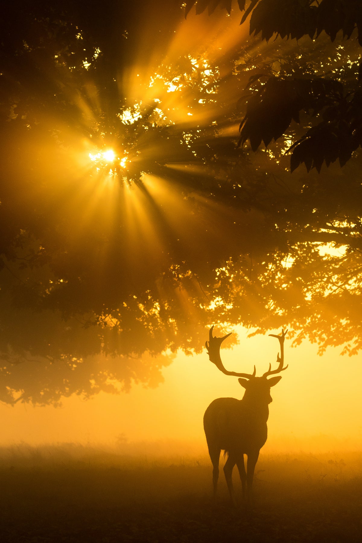 photo-wallpaper-mist-on-tree-cant-stop-sunshine-x