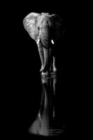photo-wallpaper-elephant-xsa