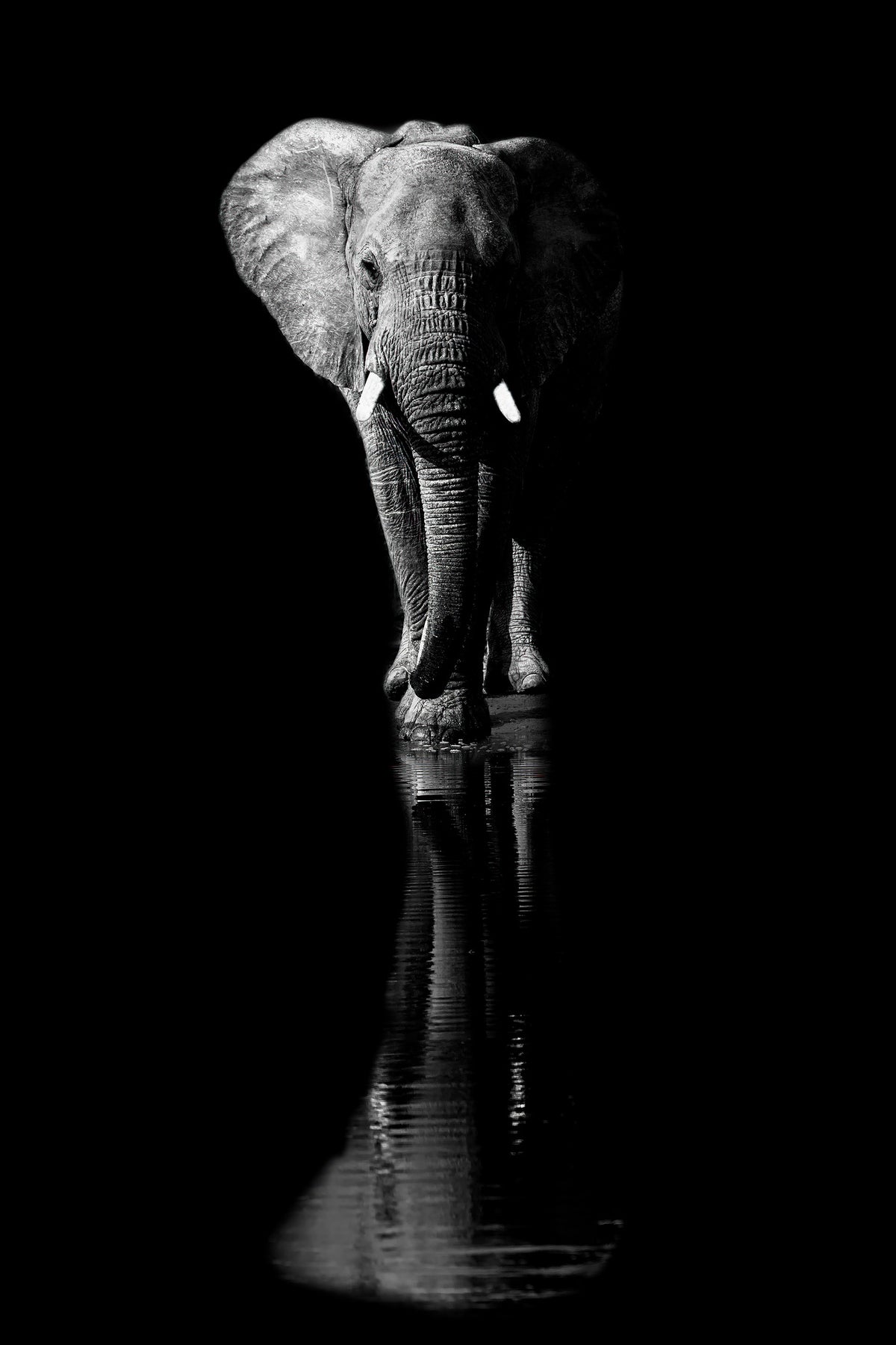 photo-wallpaper-elephant-xsa