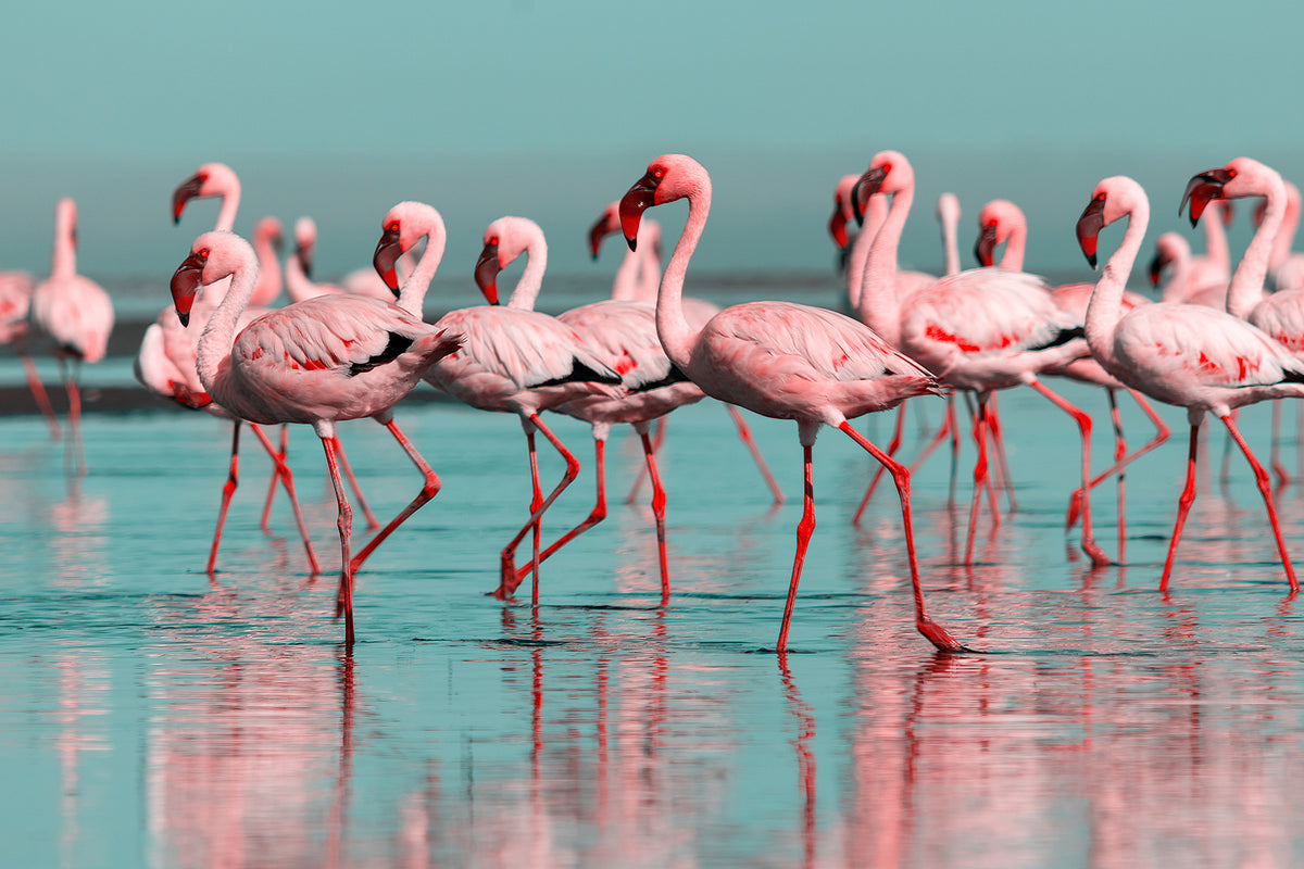 photo-wallpaper-flamingo-flock-wading-through-turquoise-shallows-with-mirrored-reflections