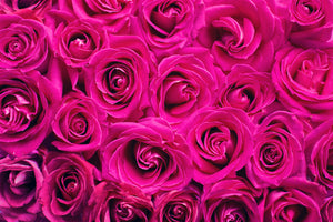 photo-wallpaper-rose-petals-in-pink