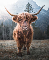 photo-wallpaper-highland-cow-with-sweeping-horns-before-misty-mountains