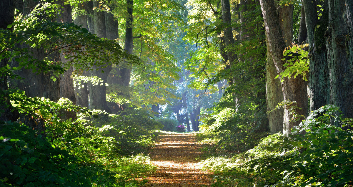 photo-wallpaper-road-in-a-beautiful-forest-in-the-morning