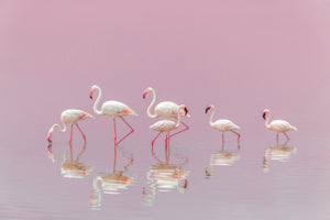 photo-wallpaper-flamingos-xyo