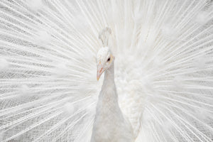 photo-wallpaper-splendid-whitie