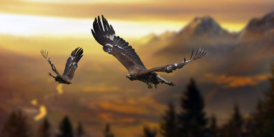 photo-wallpaper-golden-eagle-in-flight