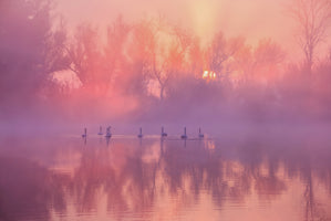 photo-wallpaper-swans-misty-morning