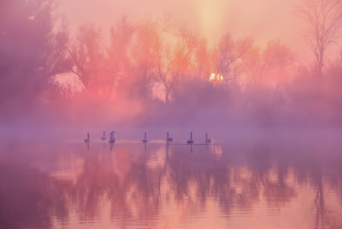 photo-wallpaper-swans-misty-morning
