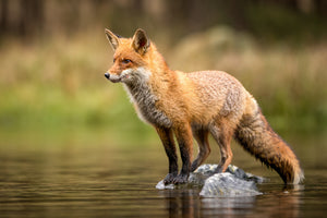photo-wallpaper-red-fox-on-a-stone-in-shallow-water-alert-gaze
