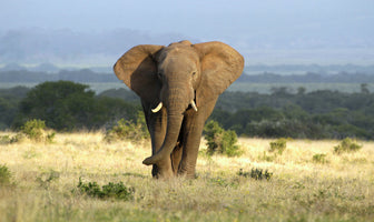 photo-wallpaper-a-huge-elephant-bull-approaches-in-golden-light