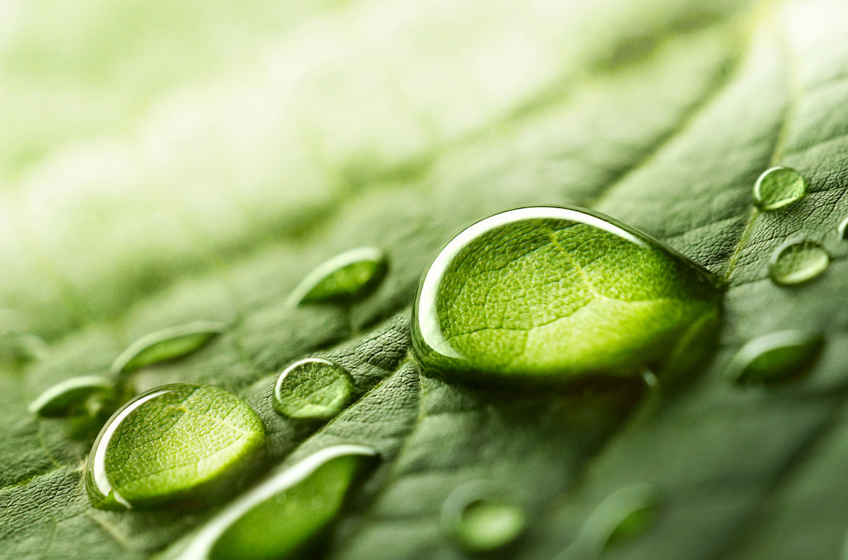 photo-wallpaper-dew-drops-on-a-green-leaf-in-soft-morning-light-macro