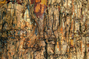 photo-wallpaper-bark-x